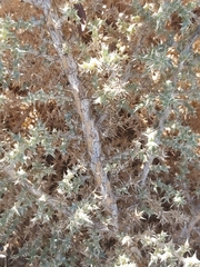 Cornulaca aucheri