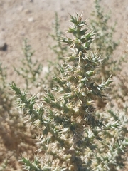 Cornulaca aucheri