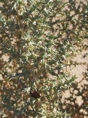 Cornulaca aucheri