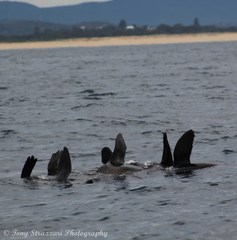 Arctocephalus pusillus