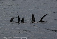 Arctocephalus pusillus