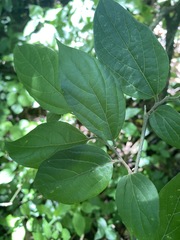 Celtis gomphophylla