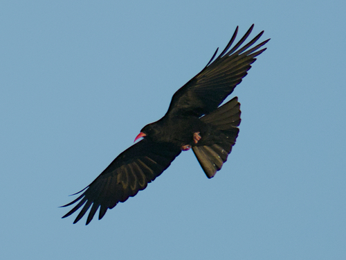 Chova piquirroja (Pyrrhocorax pyrrhocorax)