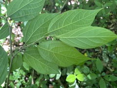 Celtis gomphophylla