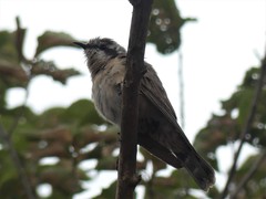 Chrysococcyx osculans