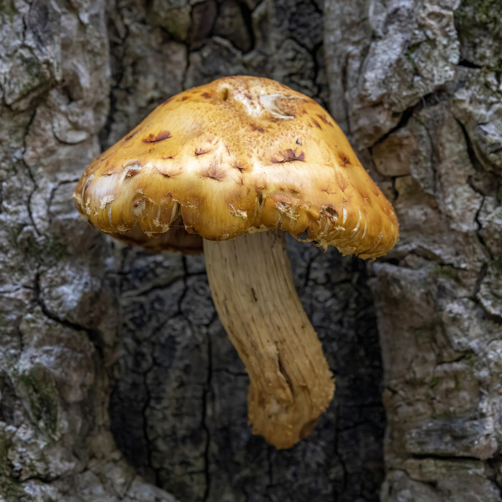 Pholiota aurivella · November 2025 · photo: © kodiakgarden (iNaturalist, cc0)