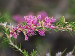 Melaleuca wilsonii