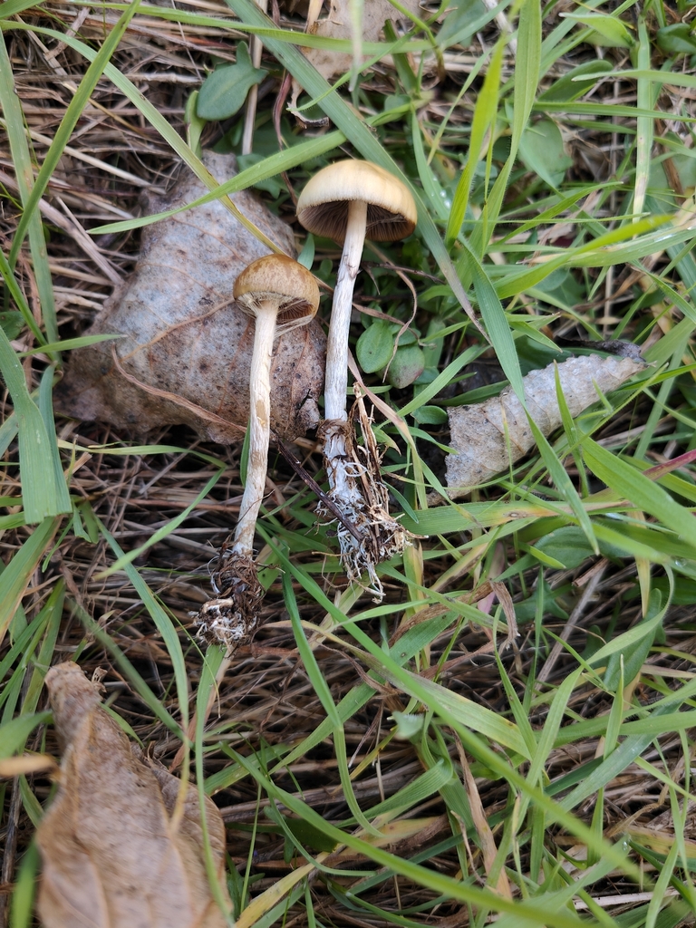 Psilocybe serbica