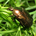 Copper Chafer - Photo (c) Katja Schulz, some rights reserved (CC BY)