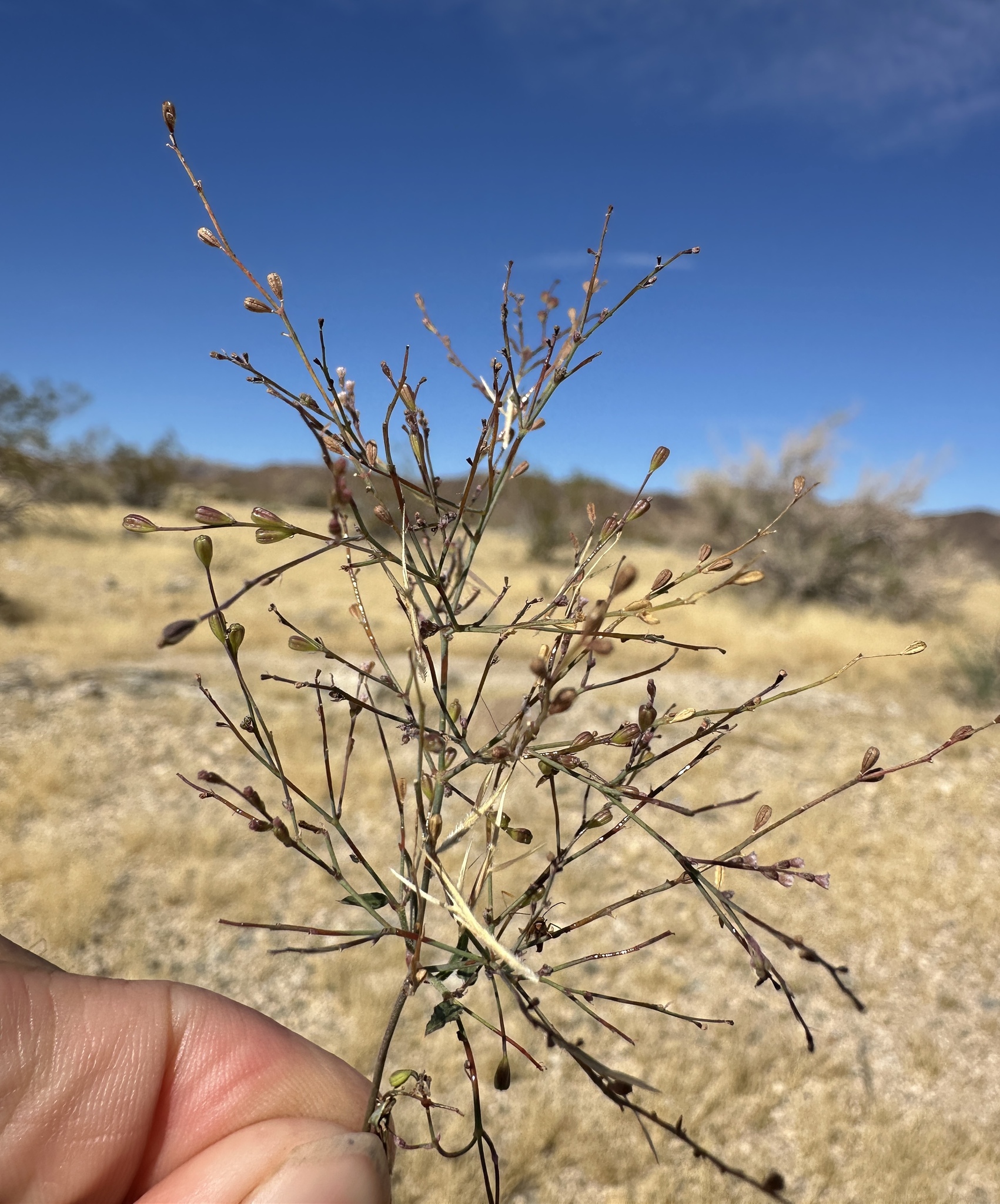 Coulter's Spiderling (Boerhavia coulteri)