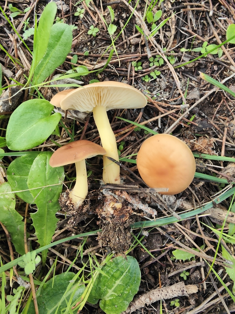 Gymnopus ocior