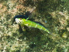 Black-Throated Triplefin photo 4