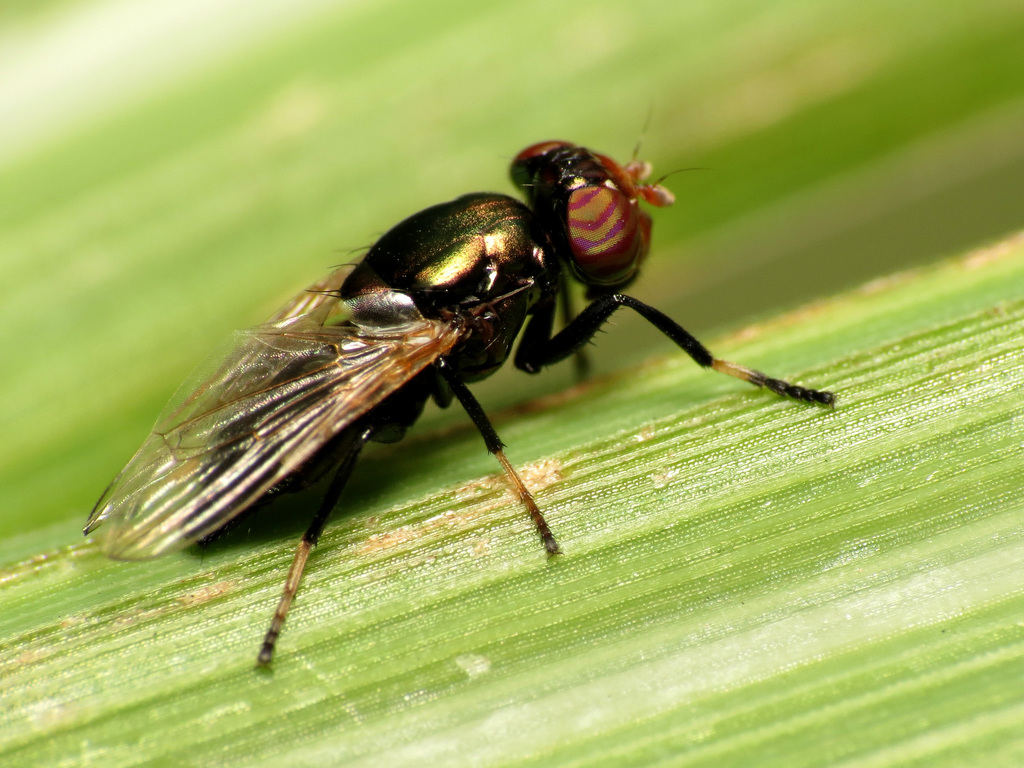 Picture-winged Fly
