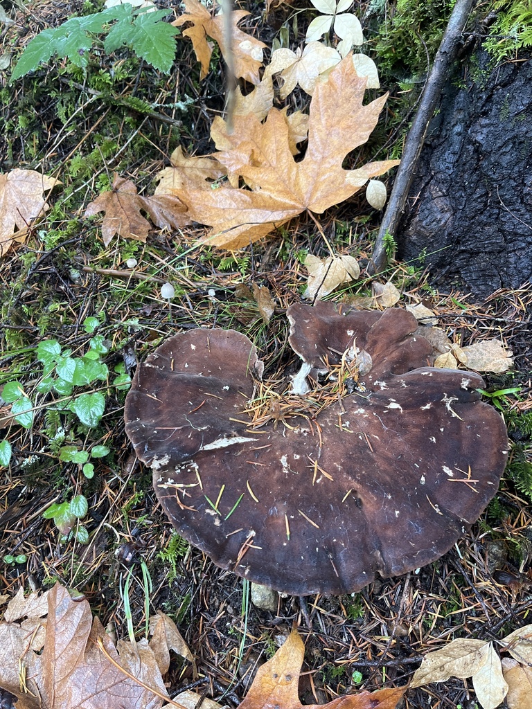 Jahnoporus hirtus · November 2025 · photo: © enspring (iNaturalist, cc0)