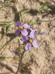 Cakile arabica