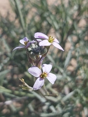 Cakile arabica