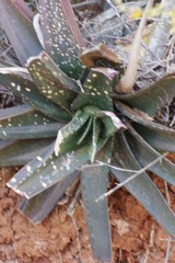 Gasteria excelsa