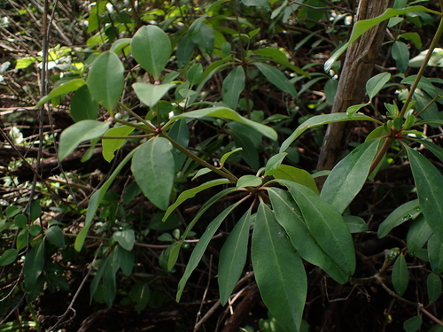 Euphorbia goetzei