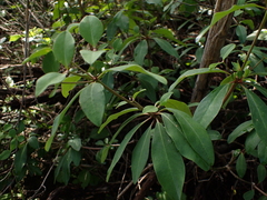 Euphorbia transvaalensis