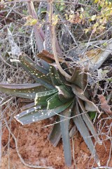 Gasteria excelsa