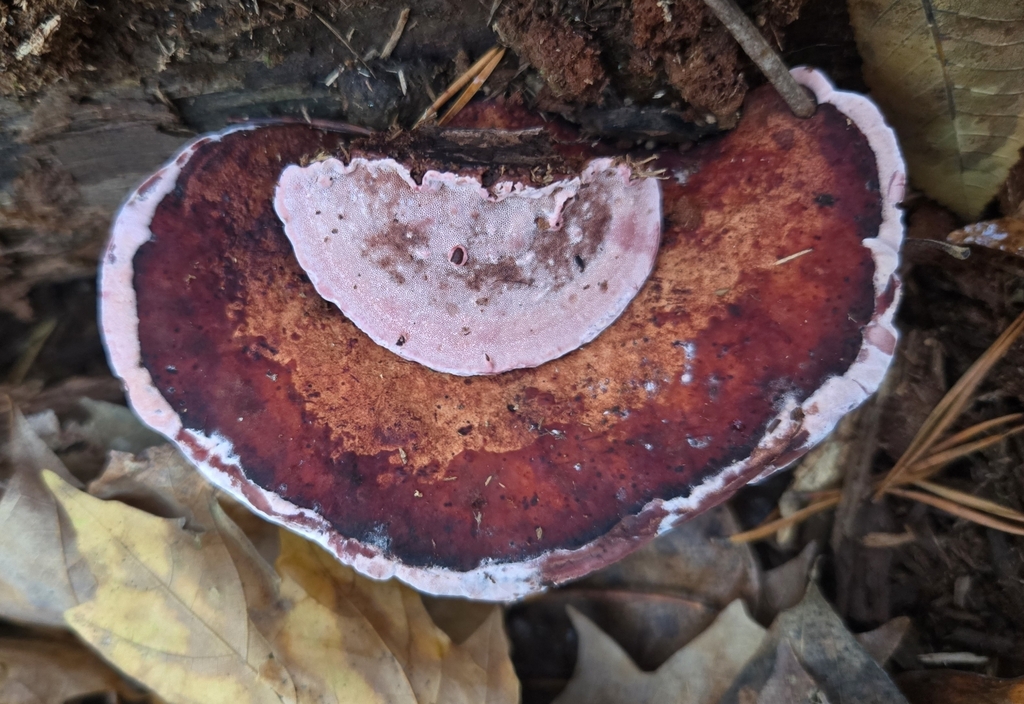 Fomitopsis cajanderi · November 2025 · photo: © benfungi (iNaturalist, cc-by)