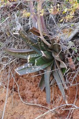 Gasteria excelsa