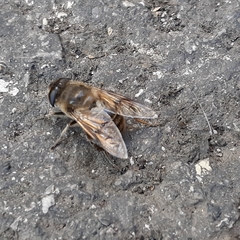 Eristalis tenax