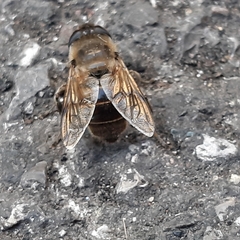 Eristalis tenax
