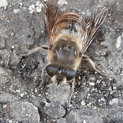 Eristalis tenax
