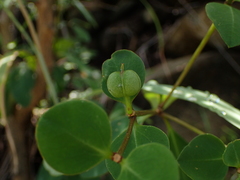 Euphorbia transvaalensis