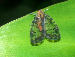 Nogodinidae