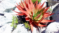 Aloe succotrina