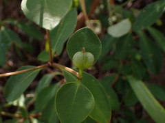 Euphorbia transvaalensis