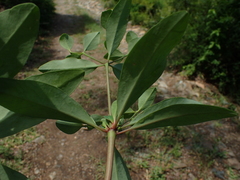 Euphorbia transvaalensis