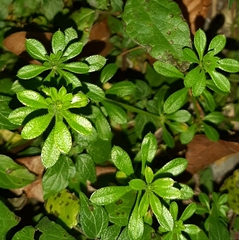 Galium aparine