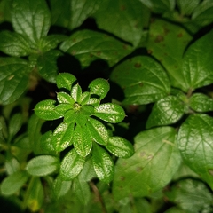 Galium aparine