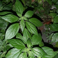 Parietaria judaica