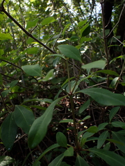 Euphorbia transvaalensis