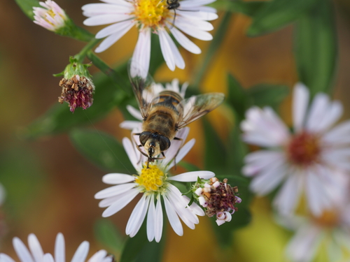 Unknown species found near Fluvanna County, VA, USA