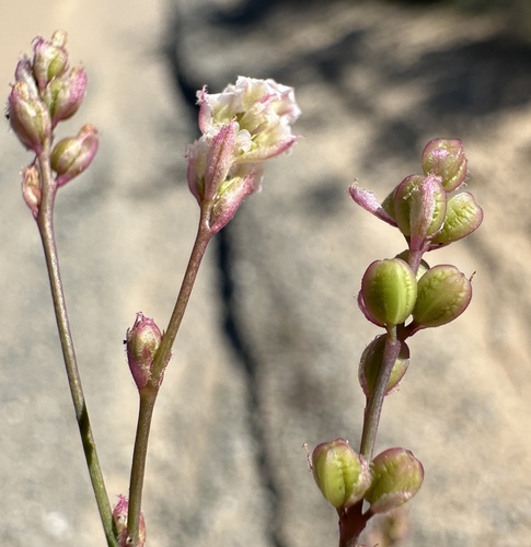 Largebract Spiderling (Boerhavia wrightii)