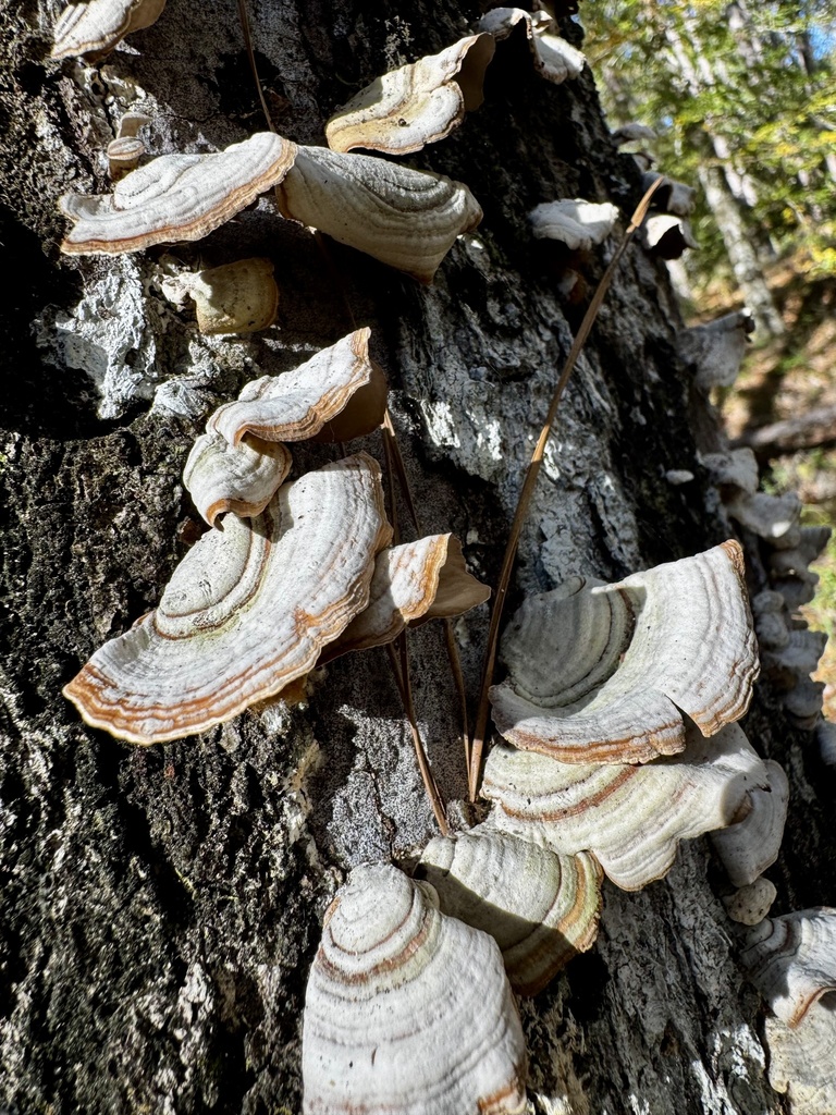 Stereum lobatum · November 2025 · photo: © lauramorganclark (iNaturalist, cc-by)