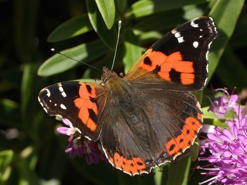 Canary Red Admiral
