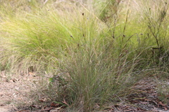 Ptilothrix deusta