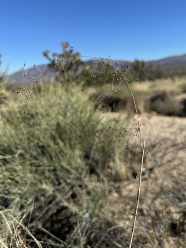 mesa dropseed (Sporobolus flexuosus)