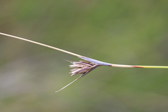 Ptilothrix deusta