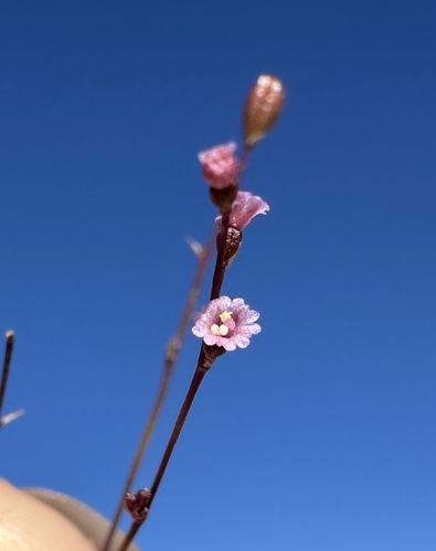 Slender spiderling (Boerhavia triquetra)