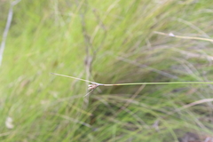 Ptilothrix deusta