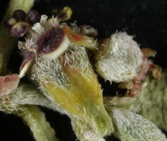 Euphorbia cinerascens