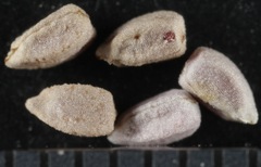 Euphorbia cinerascens