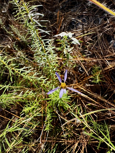 Flax-leaved Aster (Ionactis linariifolia)